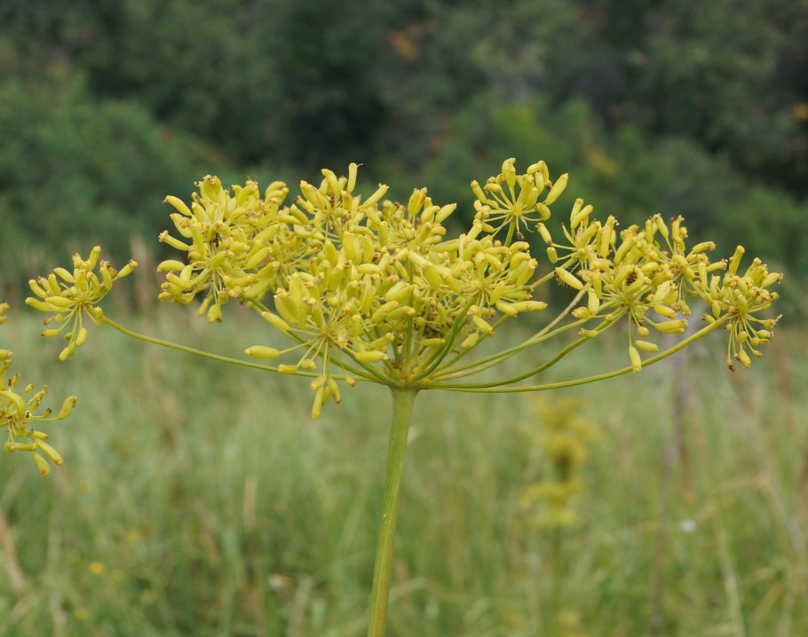 Критмум морской (Crithmum maritimum)