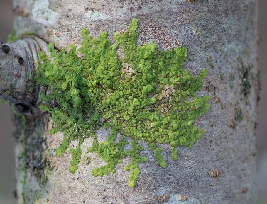 Радула сплющенная