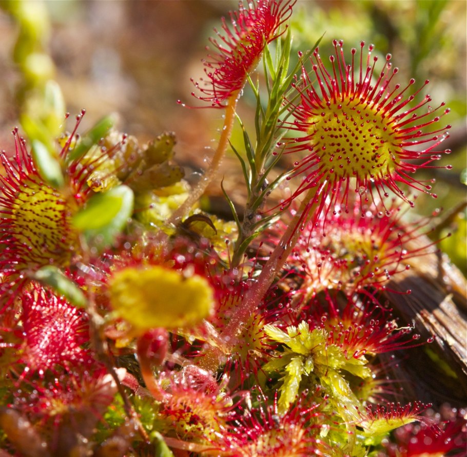 Peucedanum morisonii