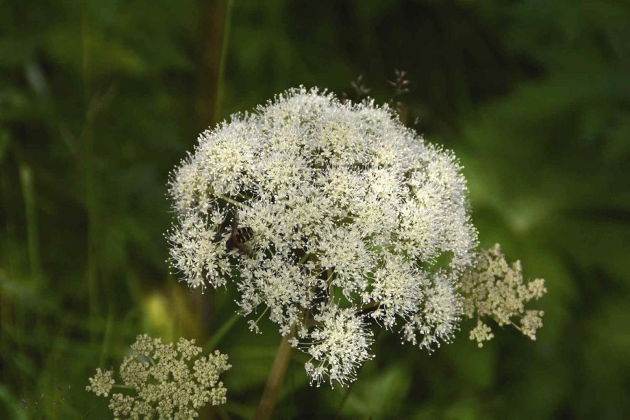 Cylindropuntia ramosissima