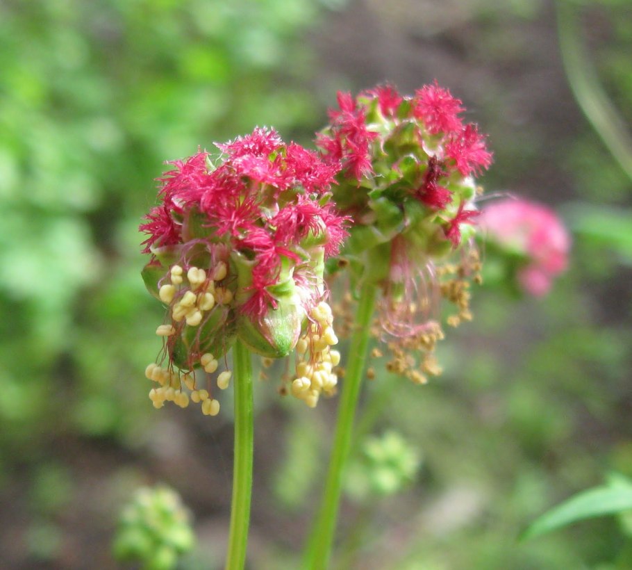 Сибирка Алтайская (Sibiraea altaiensis)
