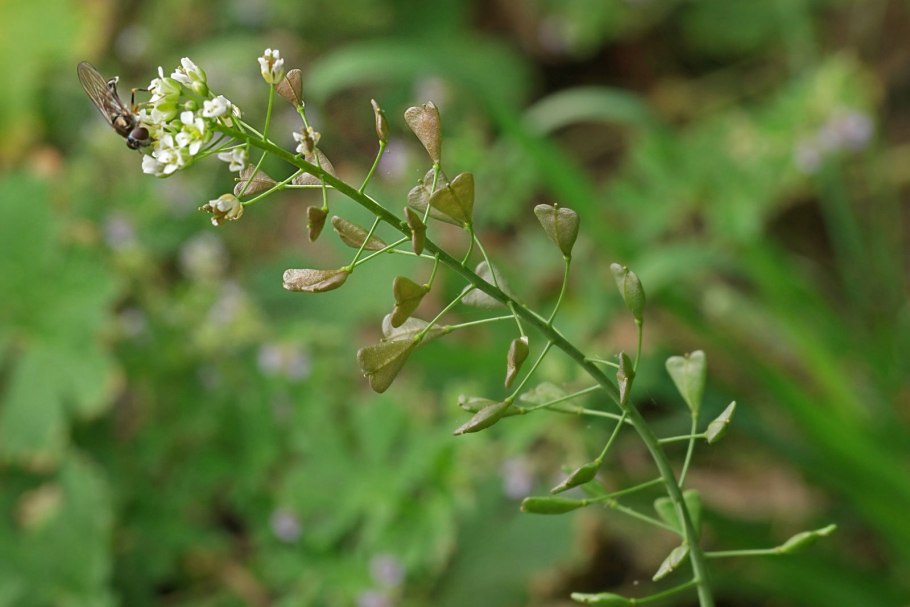 Sanguisorba parviflora