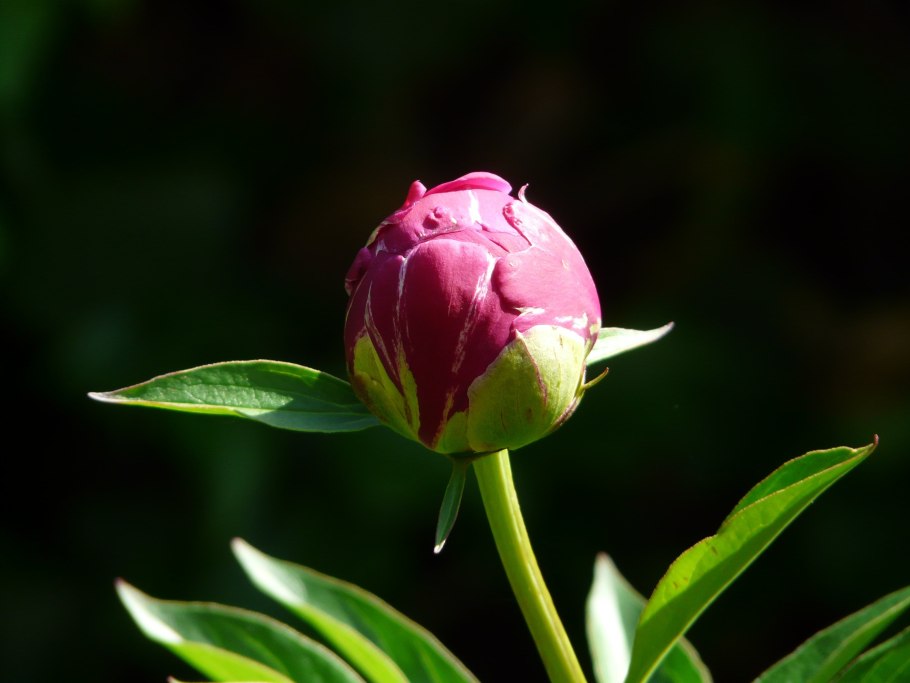 Лотос закрытый бутон