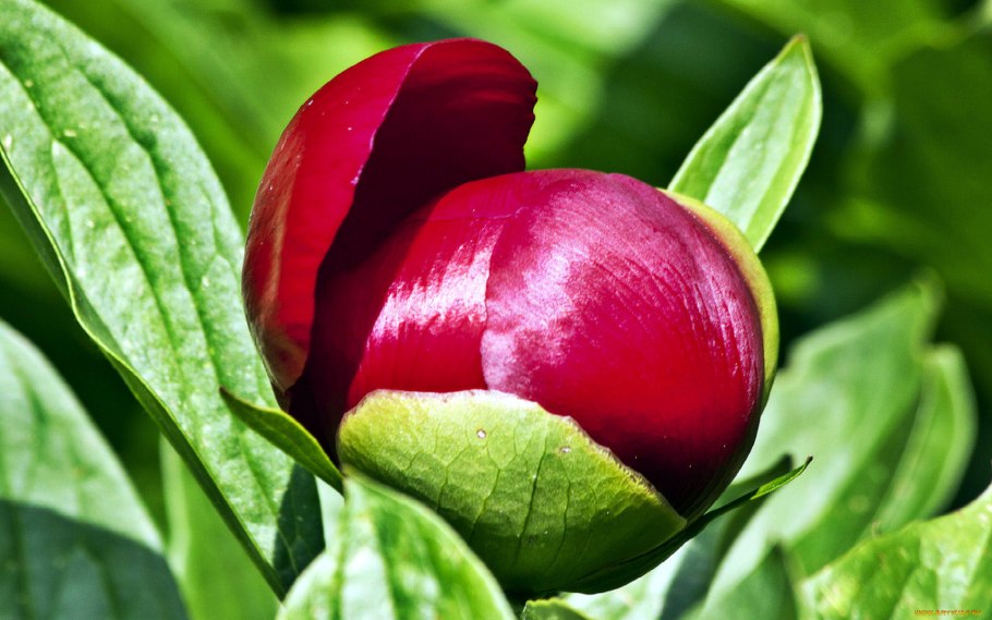 Пион обратнояйцевидный