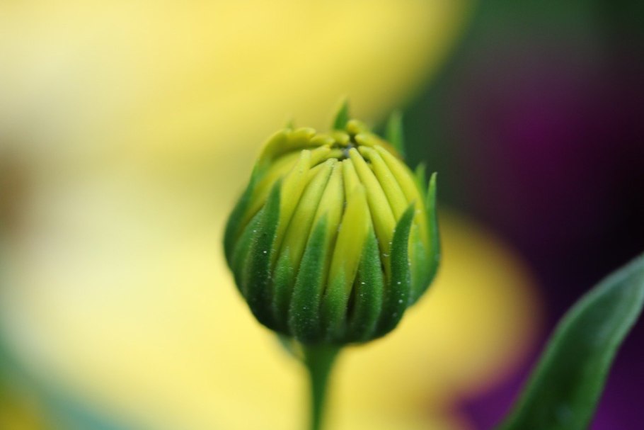 Бутон георгина