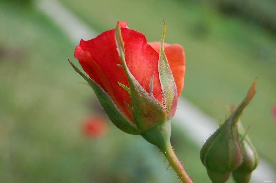 Чашелистик розы