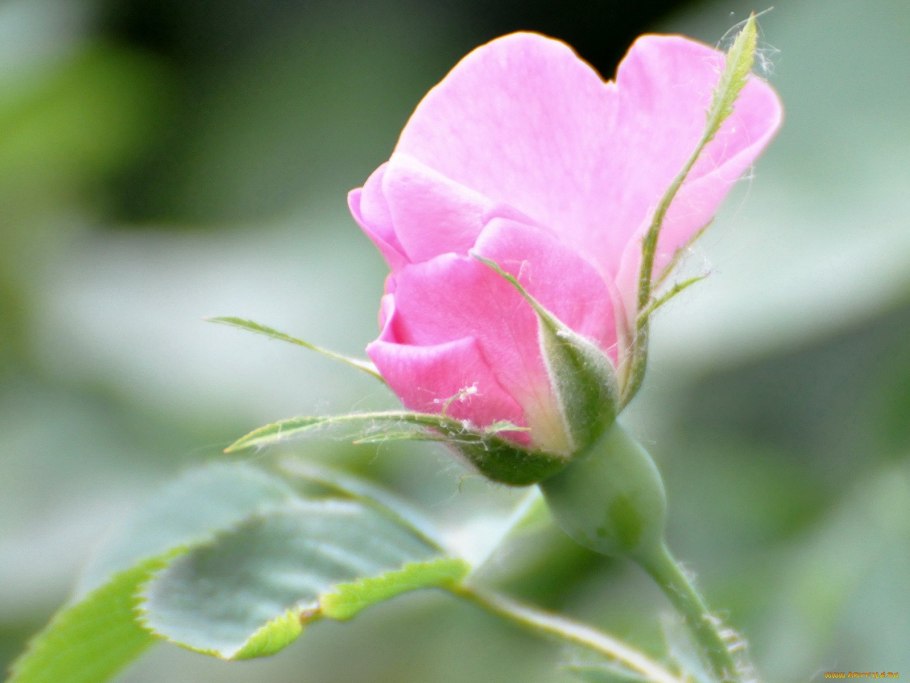 Розы и бутоны роз