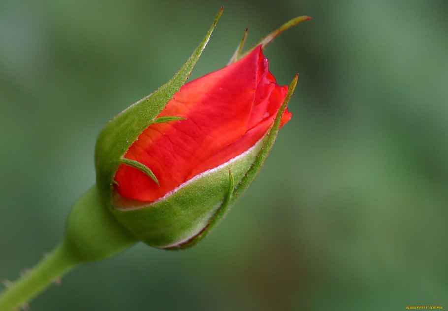 Роза полубутон