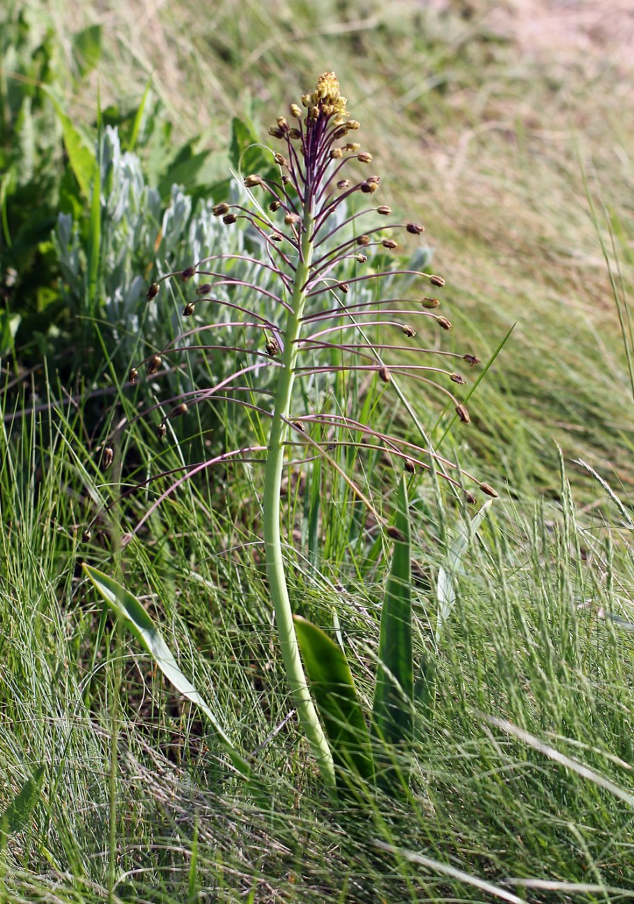 Бельвалия густоцветковая