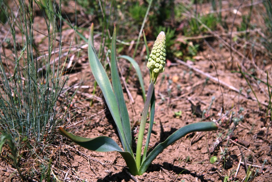 Бельвалия странная