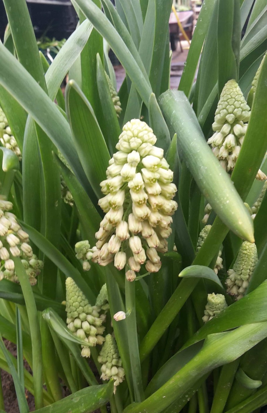 Мускари беллевалия Грин Перл