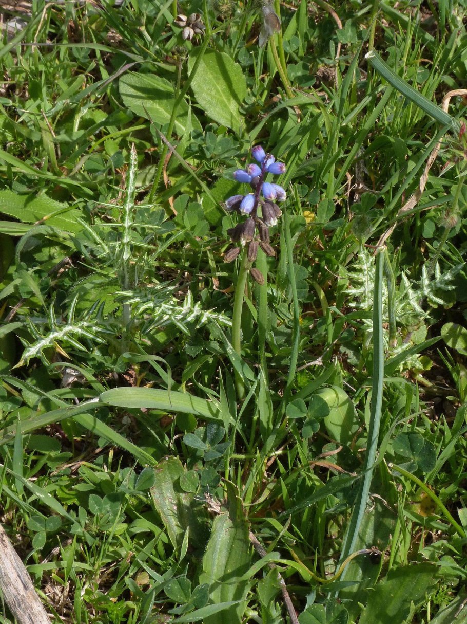 Бельвалия густоцветковая