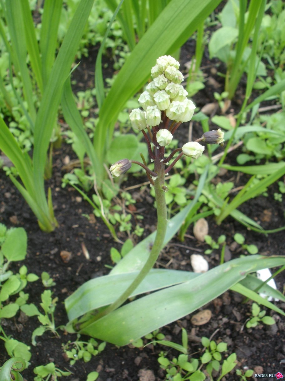 Бельвалия густоцветковая