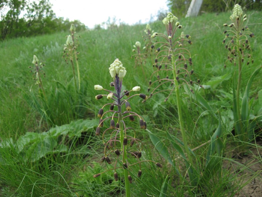Бельвалия Сарматская - Bellevalia sarmatica);