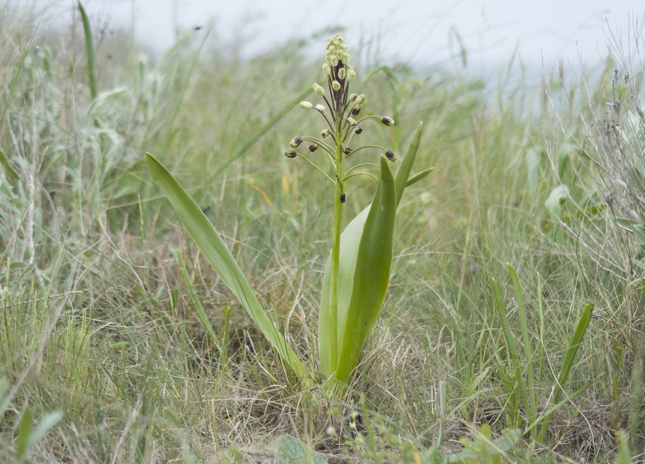 Бельвалия Сарматская - Bellevalia sarmatica);