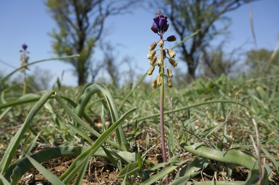Бельвалия густоцветковая
