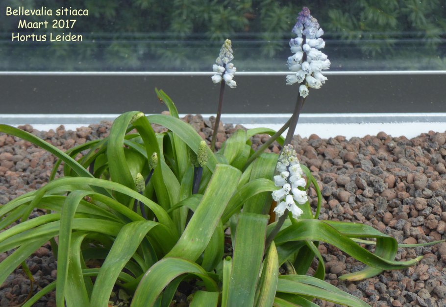 Бельвалия Green Pearl