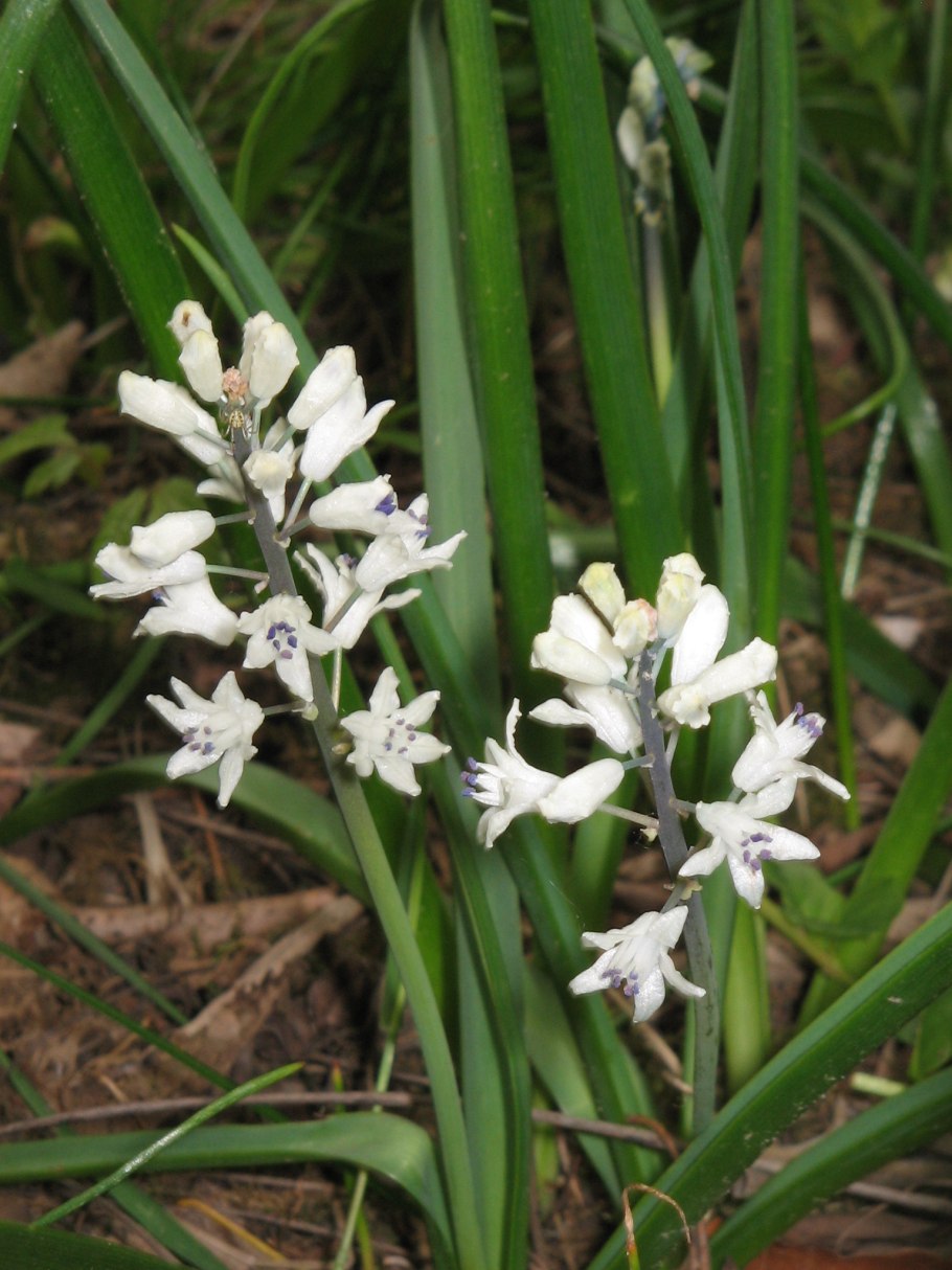 Бельвалия Липского