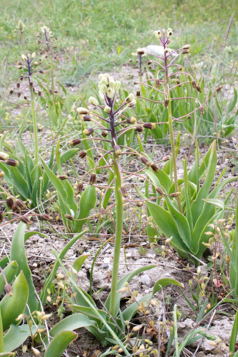 Бельвалия Липского