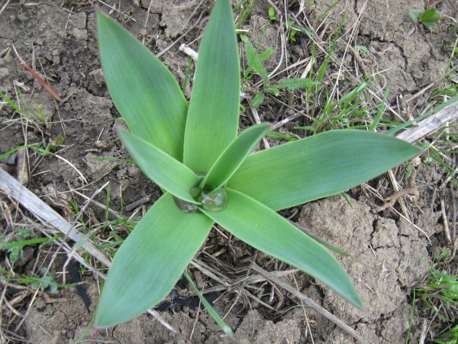 Bellevalia kurdistanica