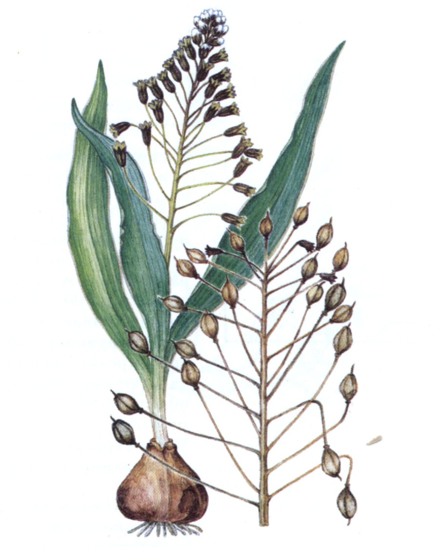 Беллевалия Грин Перл