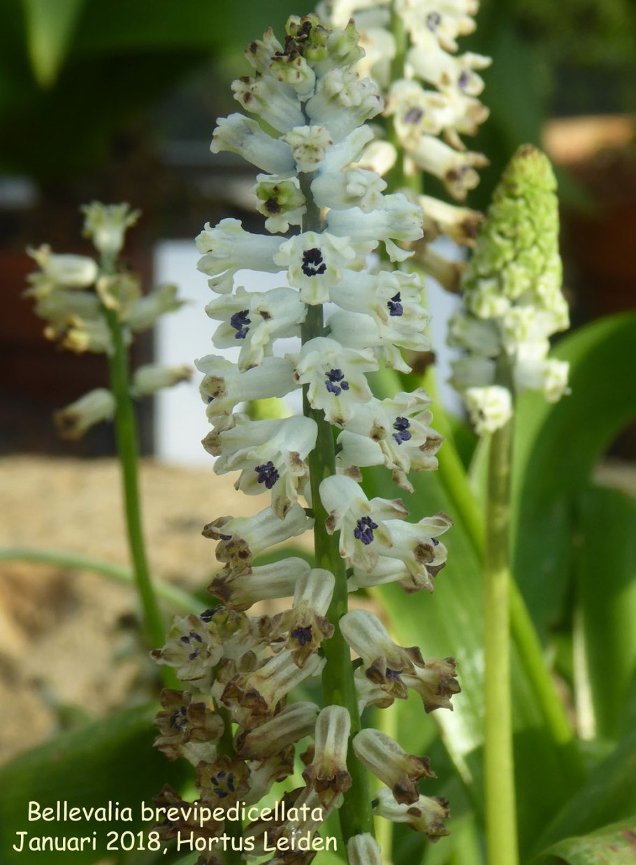 Бельвалия густоцветковая