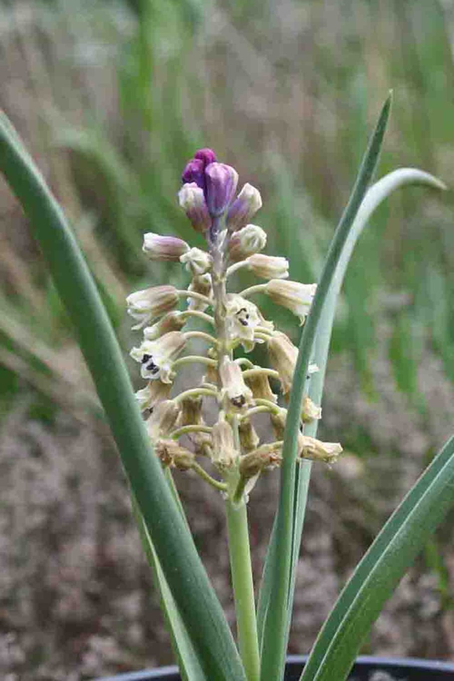 Bellevalia kurdistanica