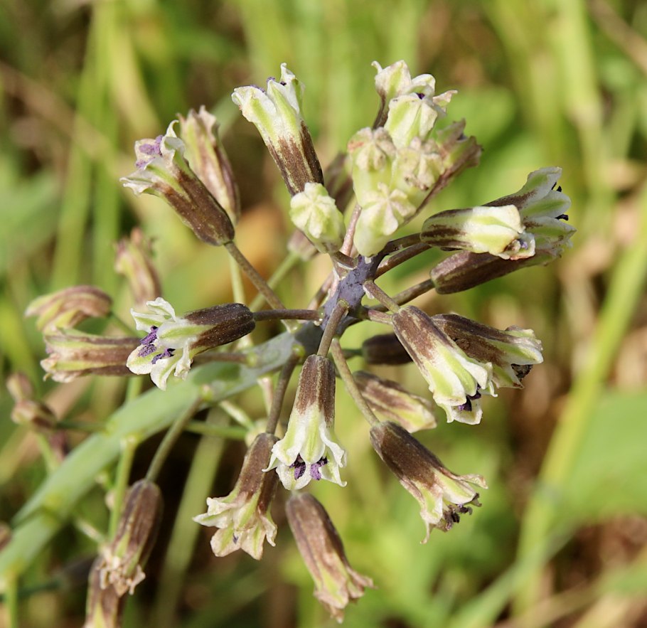 Бельвалия густоцветковая