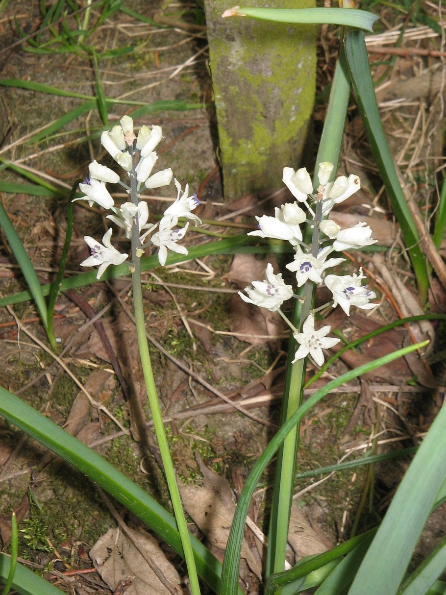 Бельвалия густоцветковая
