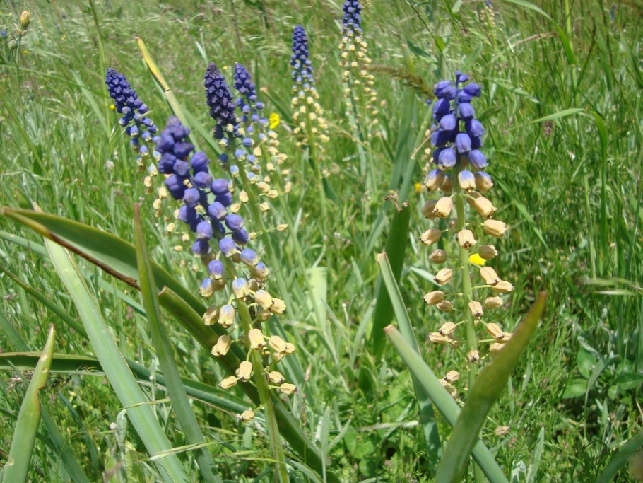 Мускари Бельвалия густоцветковая