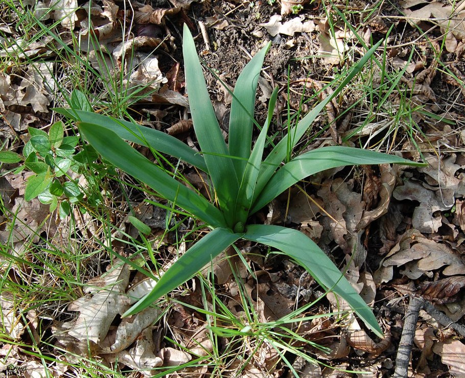 Bellevalia romana Бельвалия Римская