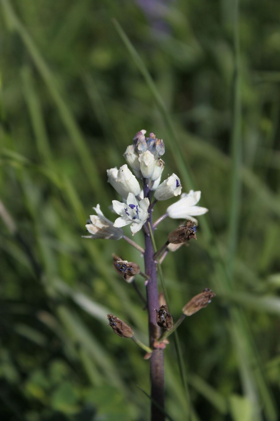 Мускари Бельвалия густоцветковая