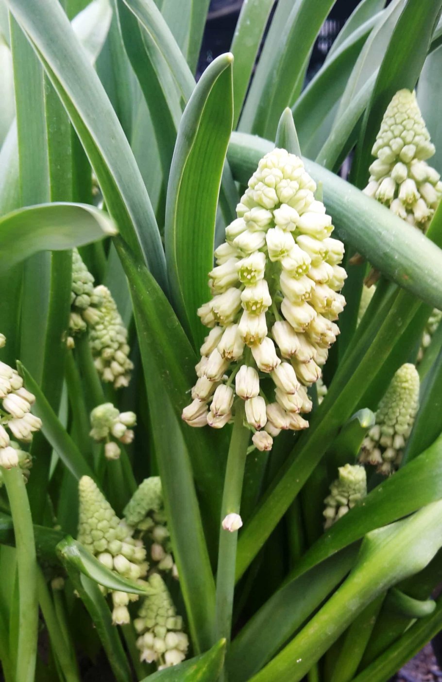 Бельвалия странная