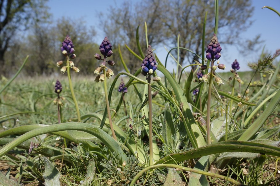Бельвалия густоцветковая