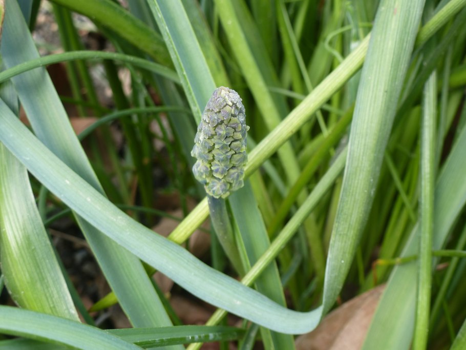 Бельвалия странная