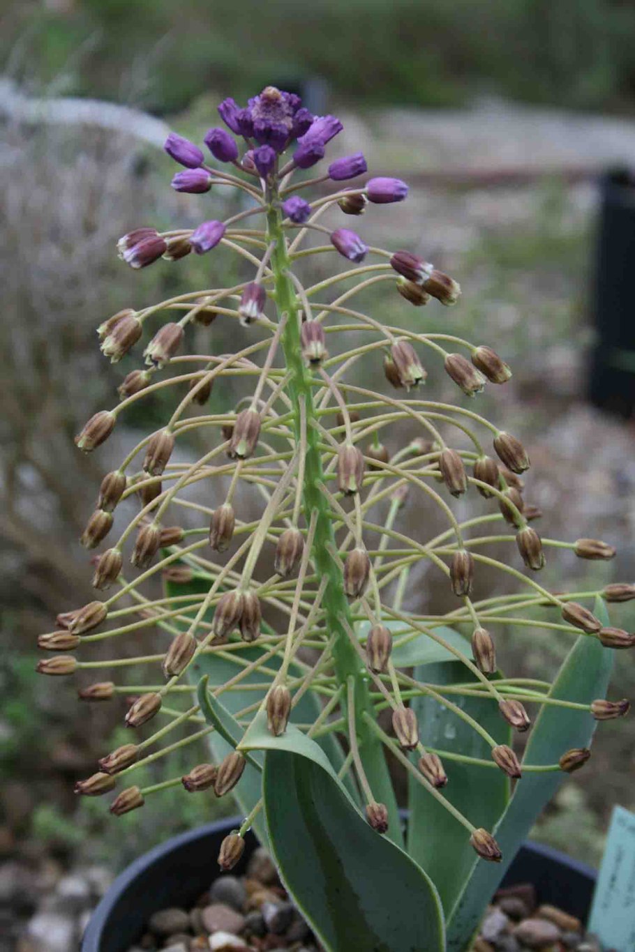 Бельвалия Сарматская отцветшая