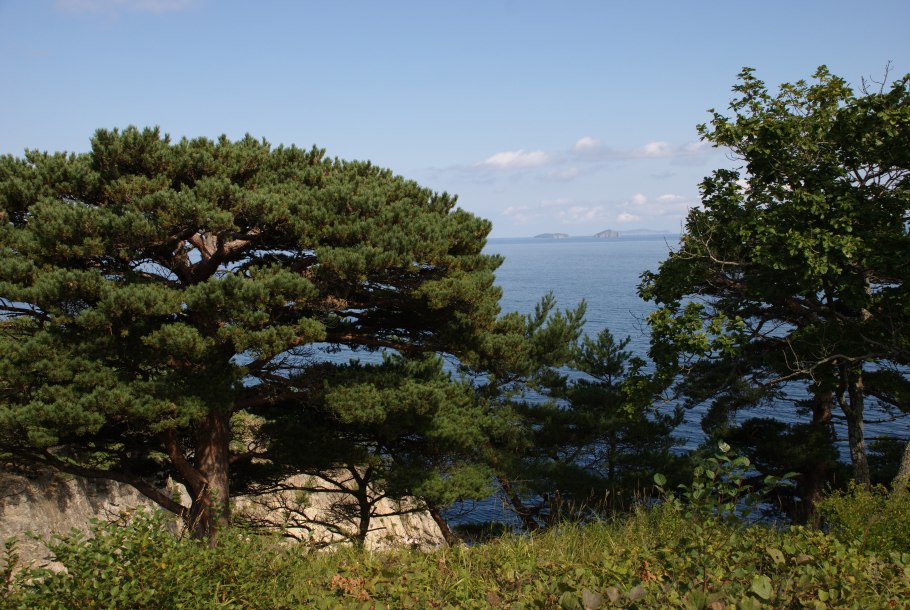 Араукария гетерофилла