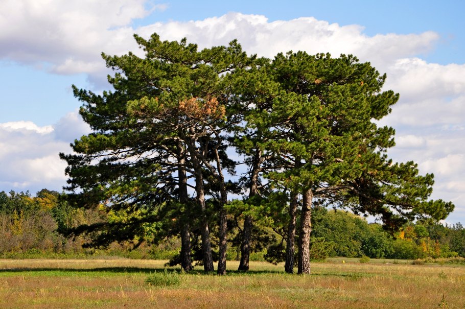 Сосна Юньнаньская