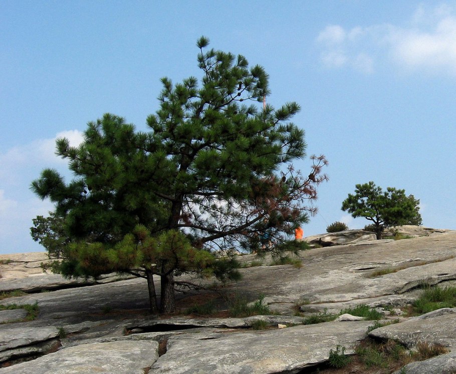 Pinus rigida