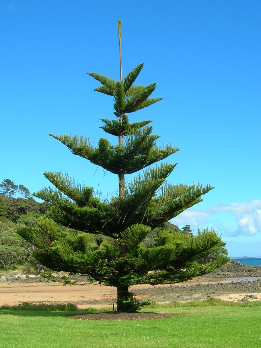 Кавказская сосна