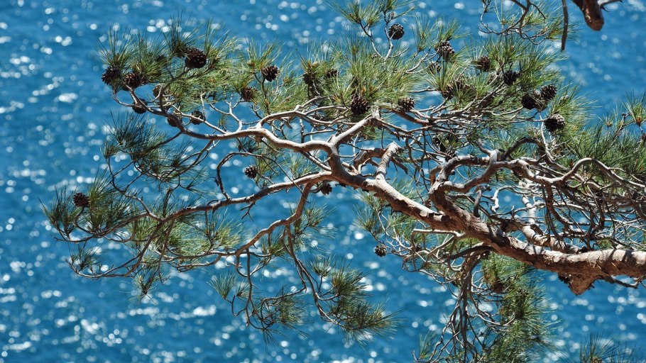 Зонтиковые сосны