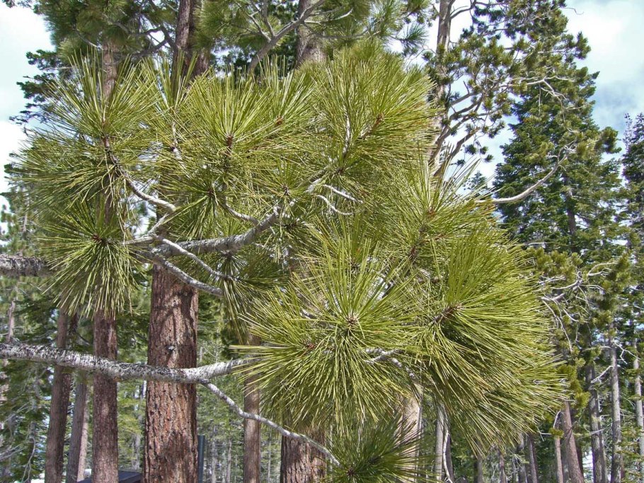 Сосна джеффри