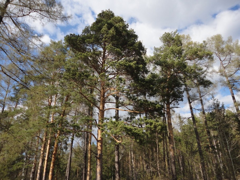 Сосна обыкновенная верхнекурьинский