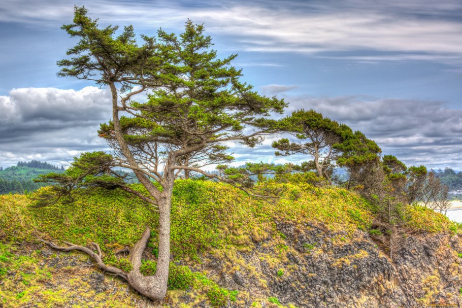 Сосна ориноко