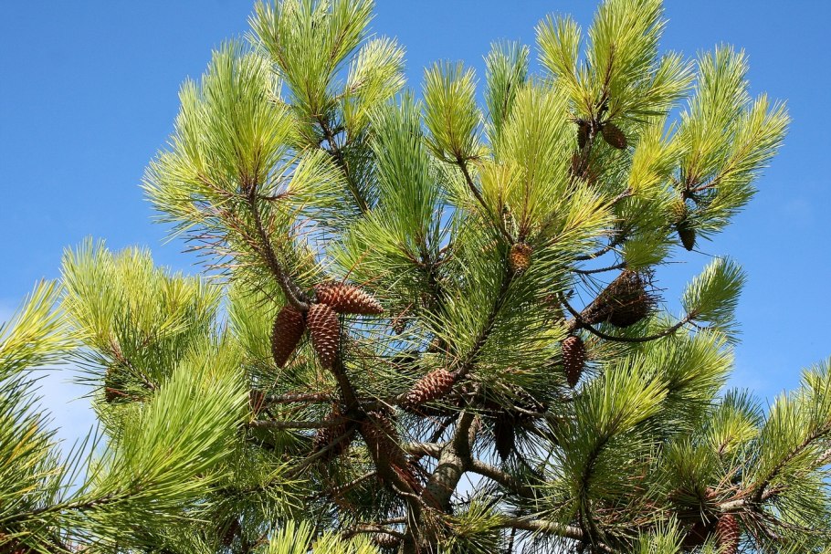 Сосна с острова Норфолк