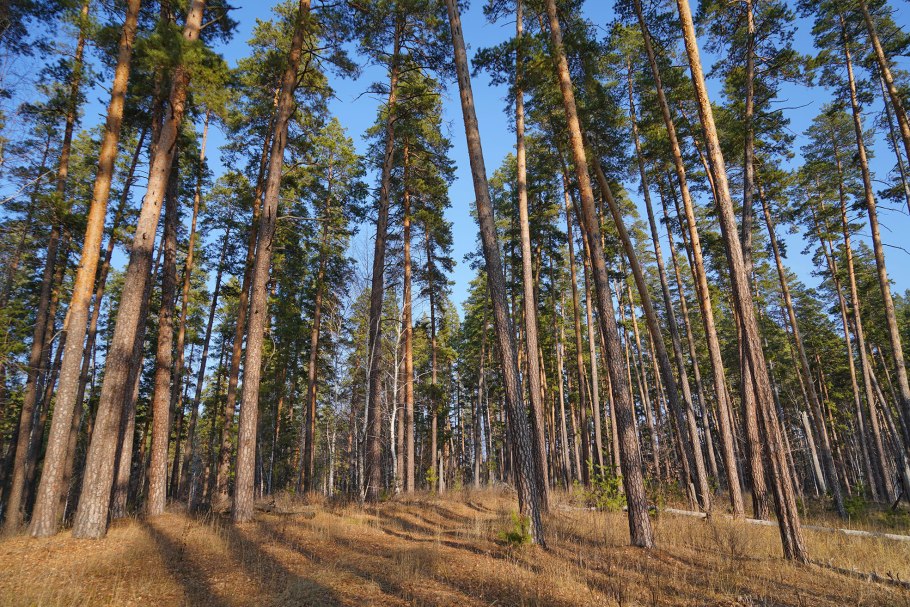 Бузулукский бор национальный парк