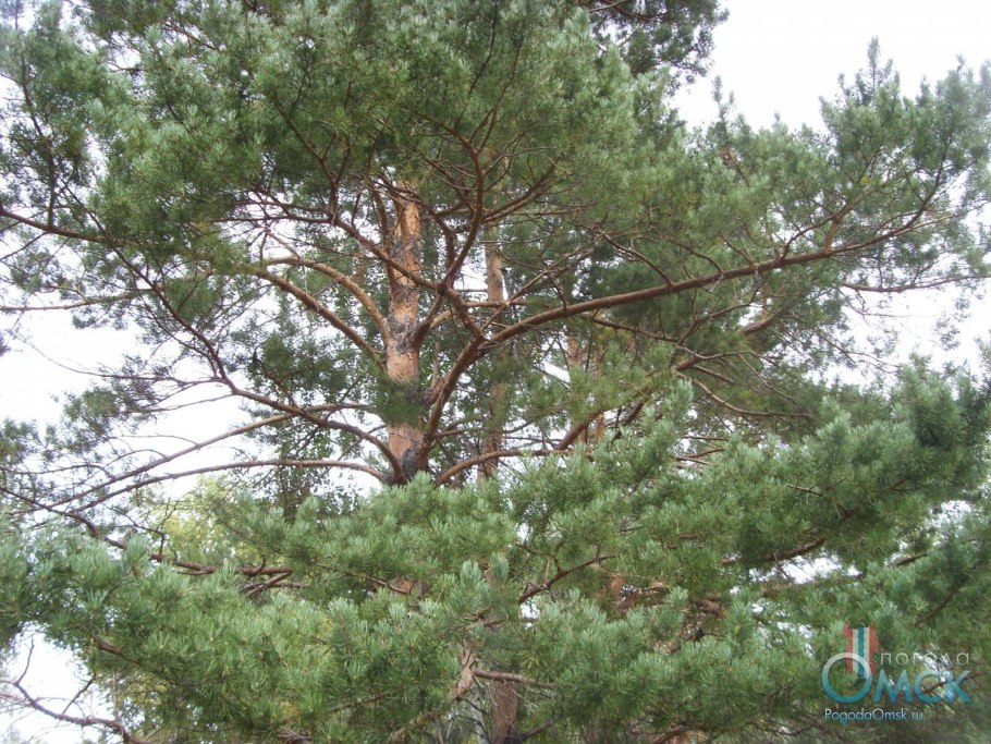 Листва кедра купить