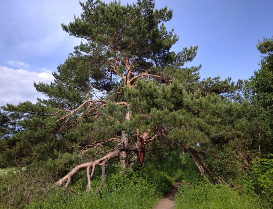 Сосна меловая