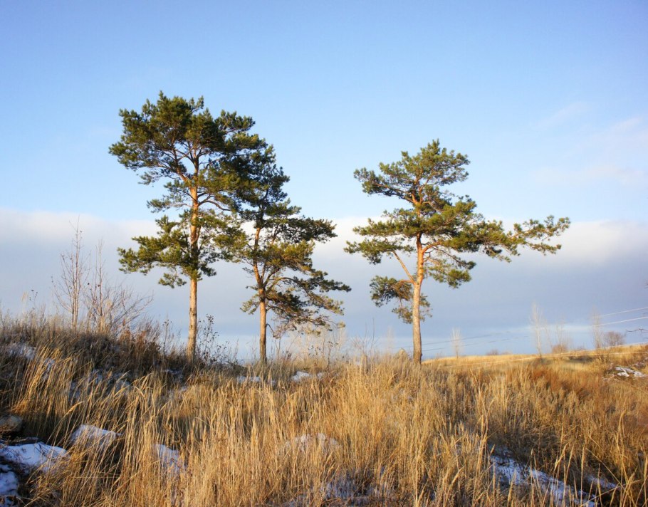 Кедр Сибирский кедревет