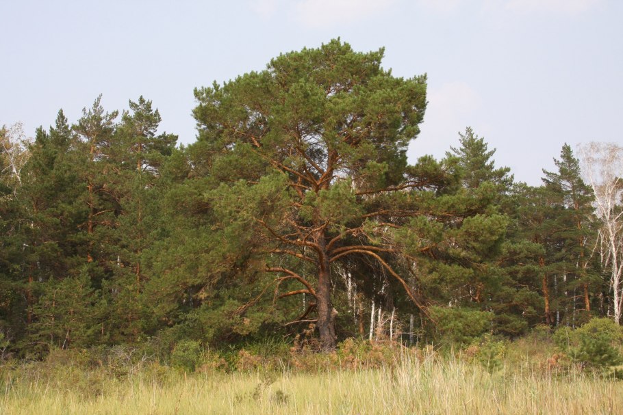 Сосна обыкновенная Лесная